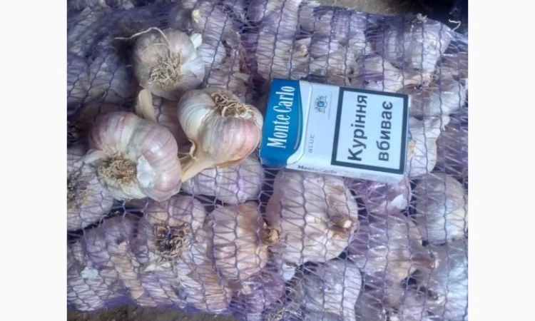 Продам товарный чеснок сорт любоша есть объём - фото № 3