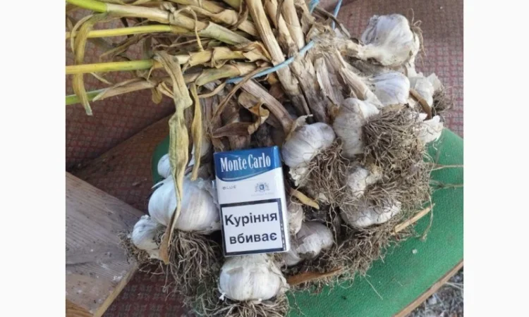 Продам товарный чеснок сорт любаша - фото № 1