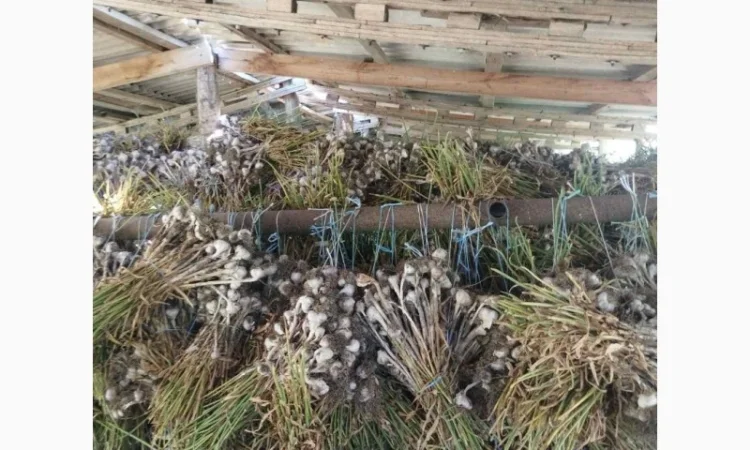 Продам товарный чеснок сорт любаша - фото № 2