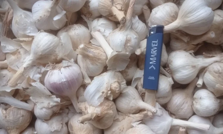 Продам часник - фото № 1