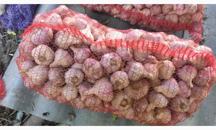 Часник товарний сорту Любаша, якість, об'єм - фото № 2