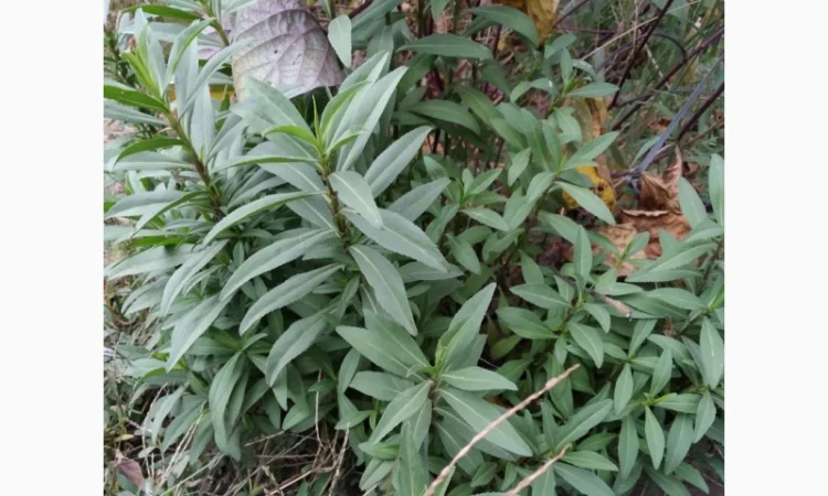 Редкие пряно-ароматические культуры- Лимограсс и Вербена лимонная. Липия сладкая - фото № 1