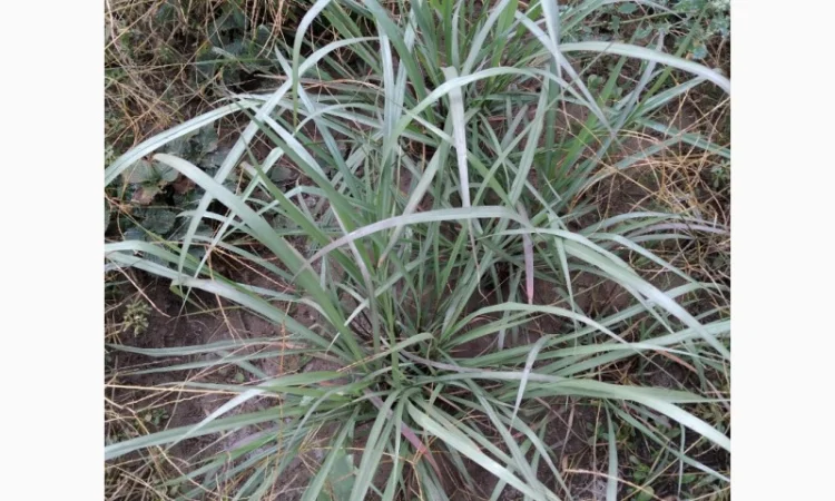 Редкие пряно-ароматические культуры- Лимограсс и Вербена лимонная. Липия сладкая - фото № 2