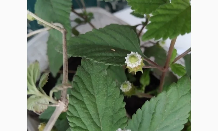 Редкие пряно-ароматические культуры- Лимограсс и Вербена лимонная. Липия сладкая - фото № 4