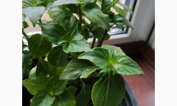 Редкие пряно-ароматические культуры- Лимограсс и Вербена лимонная. Липия сладкая - фото № 5