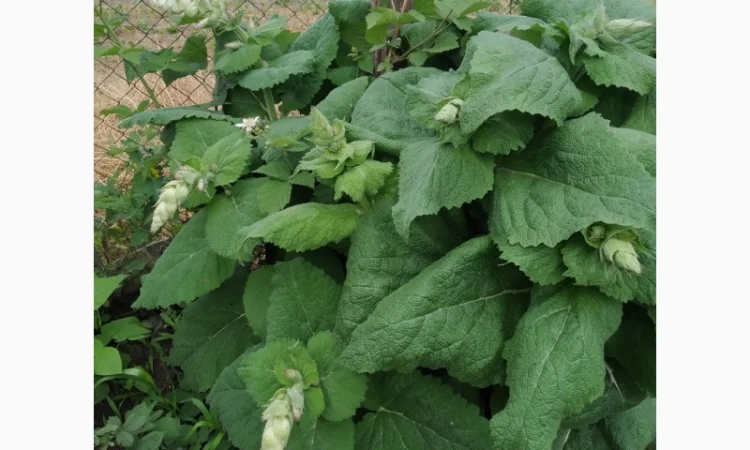 Редкие пряно-ароматические культуры- Лимограсс и Вербена лимонная. Липия сладкая - фото № 6