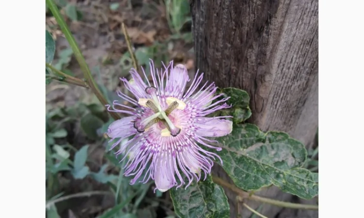 Редкие пряно-ароматические культуры- Лимограсс и Вербена лимонная. Липия сладкая - фото № 7