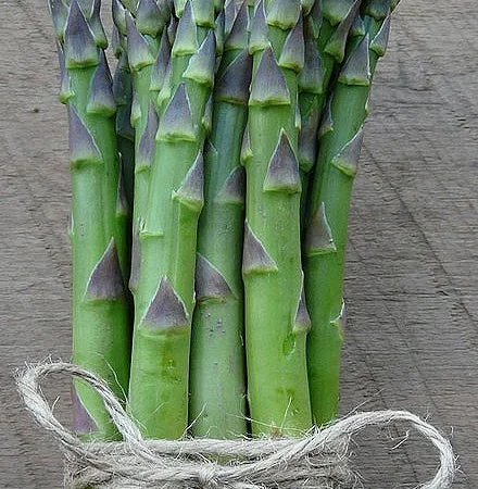 Насіння спаржі.Семена спаржи Guelph Eclipse Guelph Equinox Guelph Millennium, Аржентельськ - фото № 1