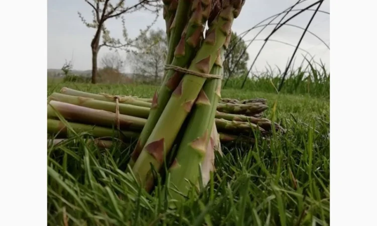 Насіння спаржі.Семена спаржи Guelph Eclipse Guelph Equinox Guelph Millennium, Аржентельськ - фото № 2