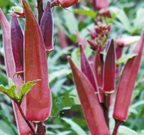 Продам семена Бамия Алабама - фото № 1