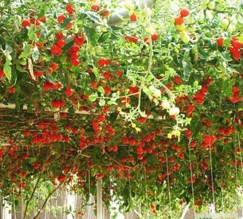 Продам семена Томатное дерево (Цифомандра) - фото № 1