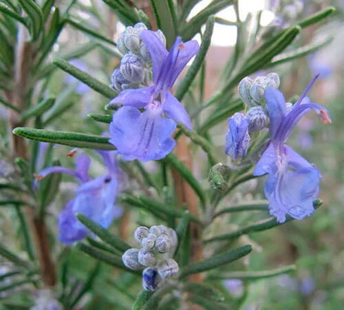 Продам семена Розмарина Роса Моря - фото № 1