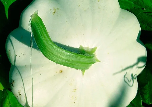 Продам семена Патиссоны Белые - фото № 1