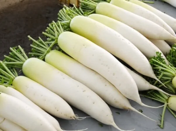 Продам семена Дайкон Клык слона - фото № 1