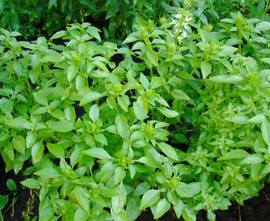 Продам семена Базилик Лимонный - фото № 1