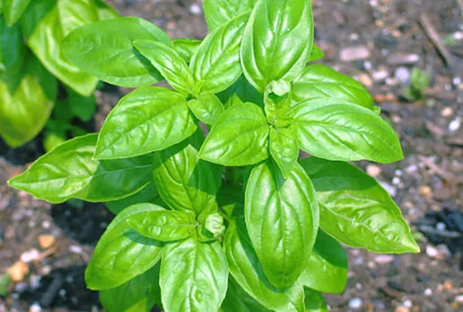 Продам семена Базилик Листья салата - фото № 1
