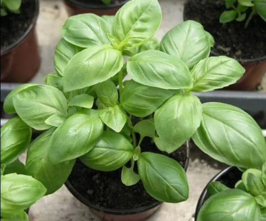 Продам семена Базилик Лимон Сладкий Дани - фото № 1