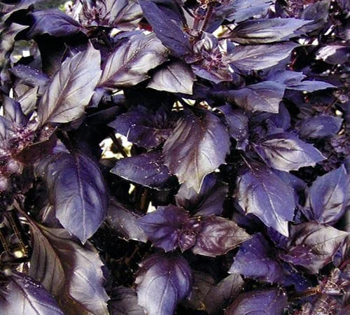 Продам семена Базилик Карамельный Кьянти - фото № 1