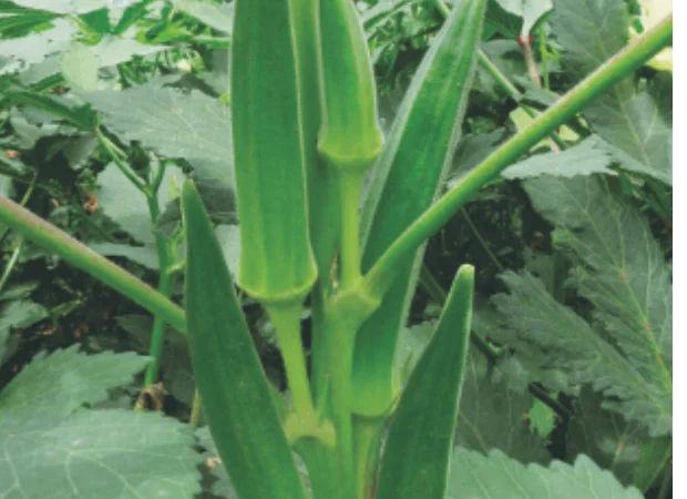 Бамия Мамонт Перкинса - фото № 2