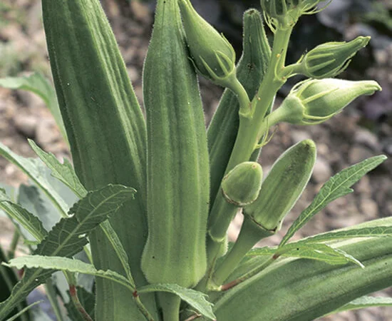 Бамия Мамонт Перкинса - фото № 1