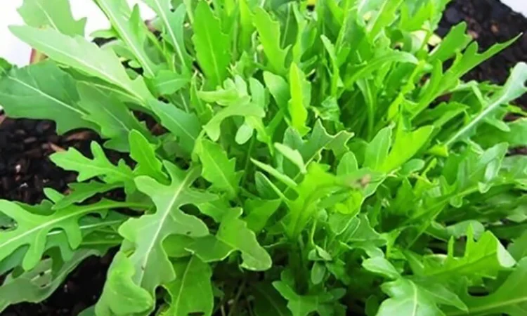 Продам семена Руккола Рокита - фото № 1