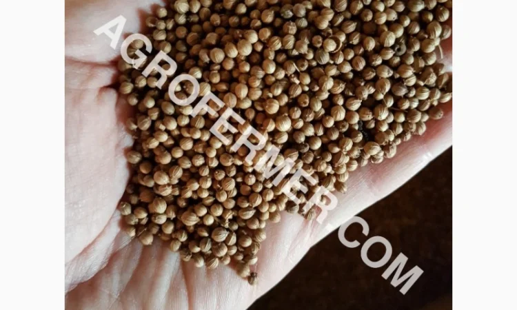 RATON канадский трансгенный ярый сорт кориандра - фото № 1