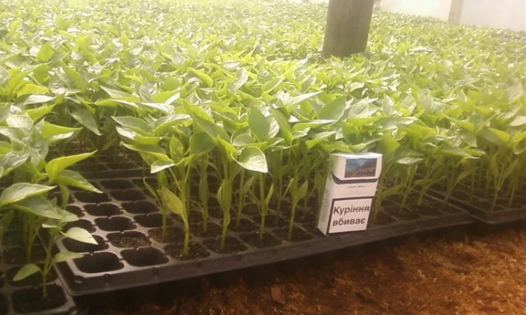 Розсада капусти, перцю - фото № 1