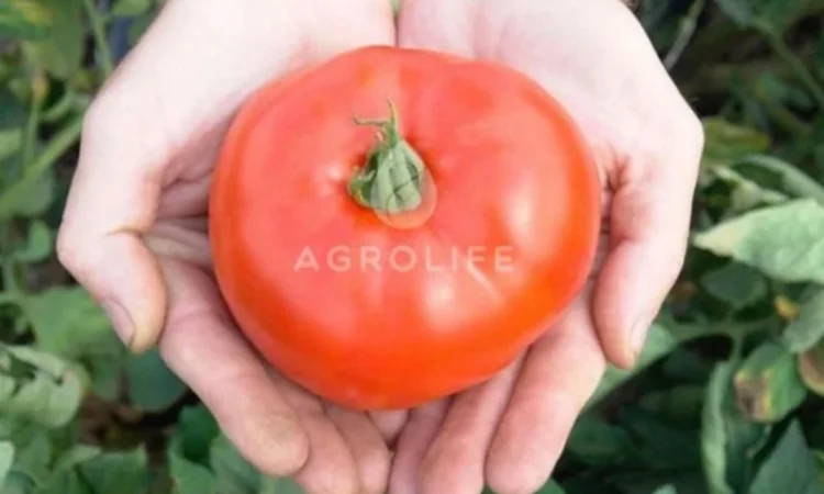 Продам насіння помідор та перцю - фото № 1