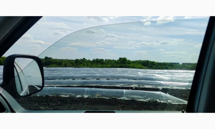 Продаємо кавуни та дині - фото № 2