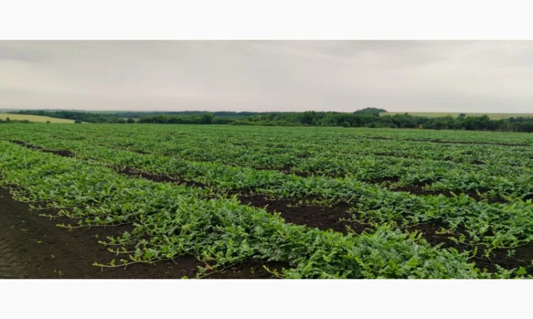 Продаємо кавуни та дині - фото № 3