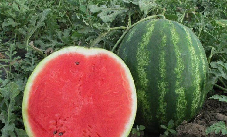 Куплю кавун та диню - фото № 1