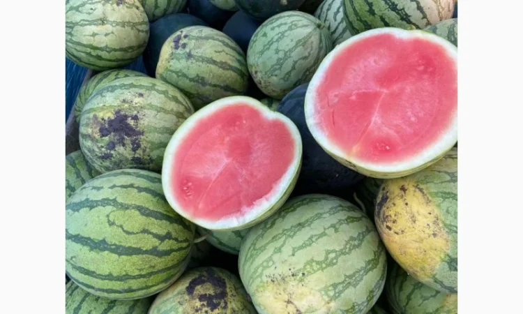 Продам кавуни мілким та великим гуртом - фото № 8