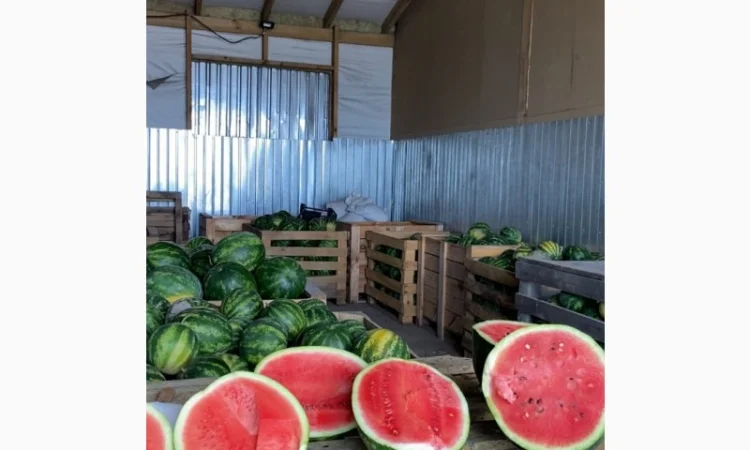 Продам кавуни мілким та великим гуртом - фото № 1