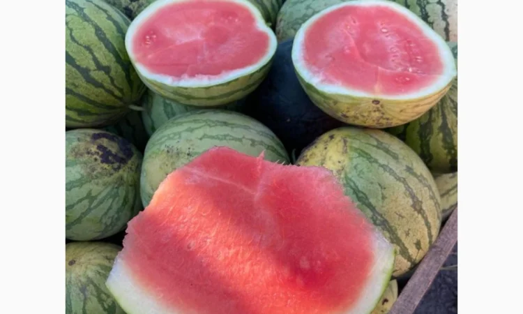 Продам кавуни мілким та великим гуртом - фото № 2