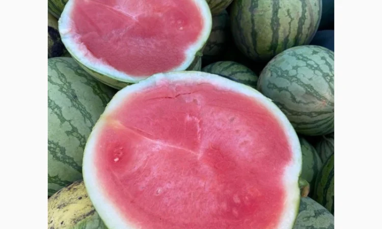 Продам кавуни мілким та великим гуртом - фото № 3