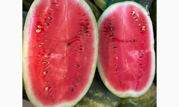 Продам кавуни мілким та великим гуртом - фото № 4