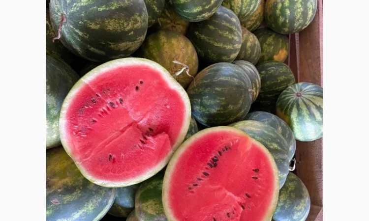 Продам кавуни мілким та великим гуртом - фото № 6