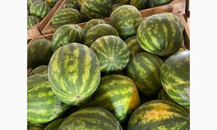 Продам кавуни мілким та великим гуртом - фото № 7