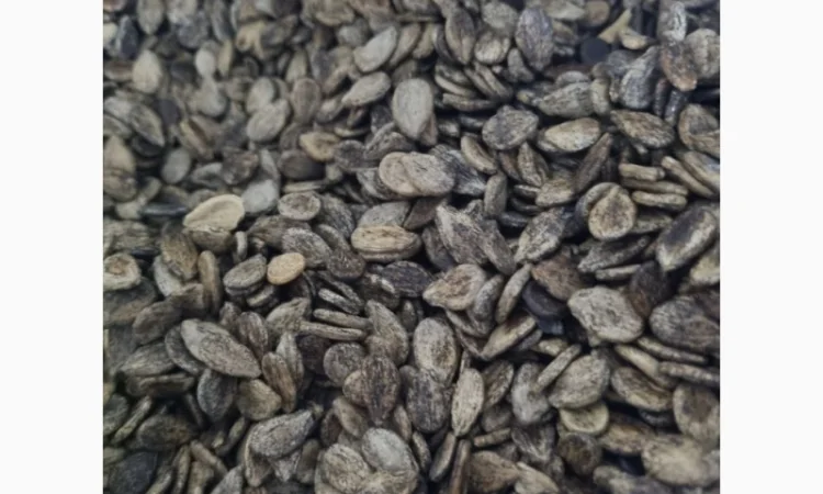 Насіння кавуна Чарльстон Грей на продаж - фото № 1