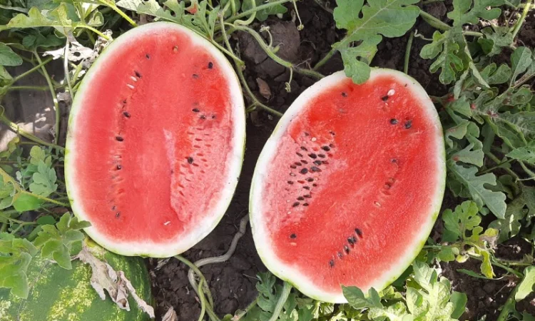 Продам арбуз - фото № 1