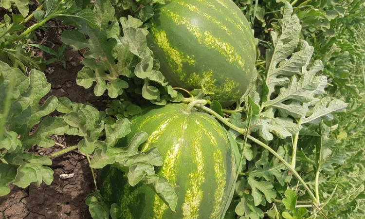 Продам арбуз - фото № 2