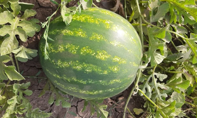 Продам арбуз - фото № 3