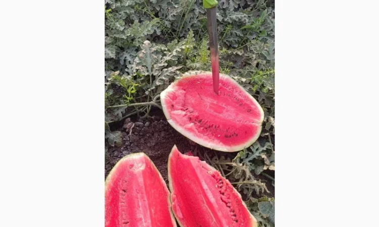 Арбузы Арбузы - фото № 5