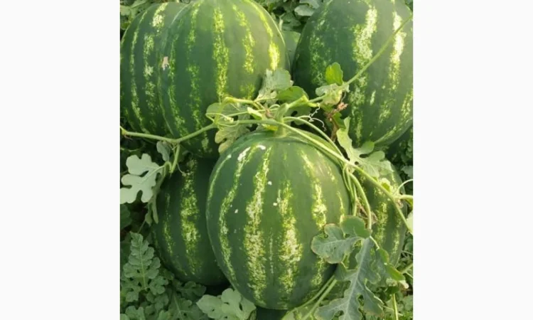 Арбузы Арбузы - фото № 2