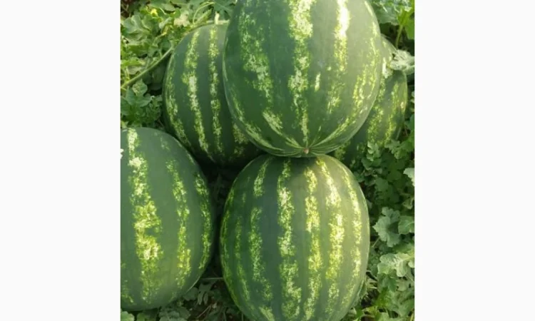 Арбузы Арбузы - фото № 3