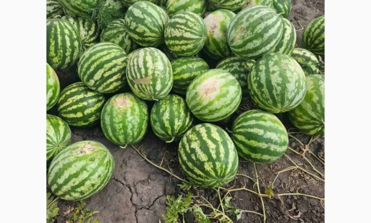 Продам кавун - фото № 1