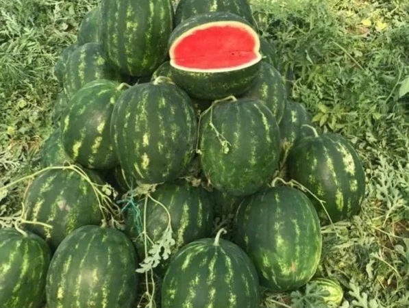 Кавун Куплю - фото № 1