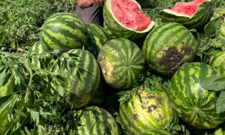 Продам кавун - фото № 1