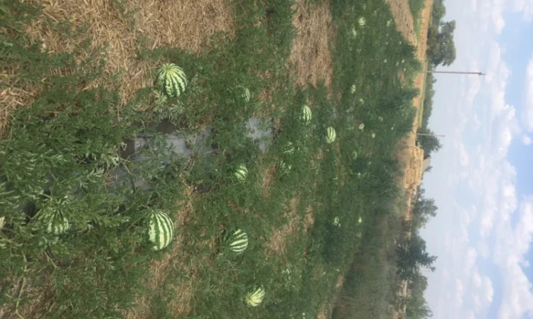 Продам Арбуз продюсер, опт с поля ціна 3грн - фото № 1