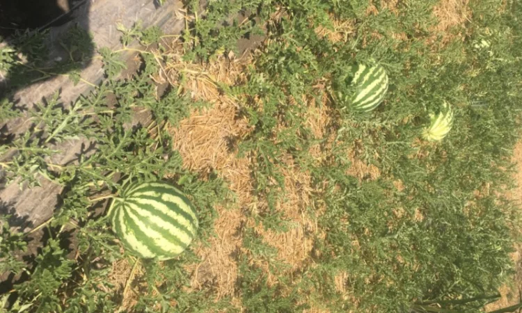 Продам Арбуз продюсер, опт с поля ціна 3грн - фото № 2